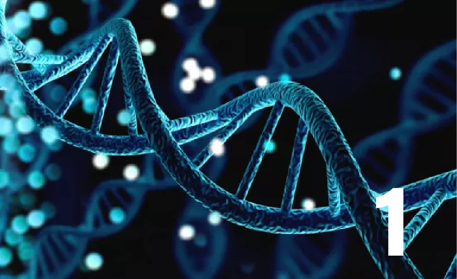 Medical Biology 1 (2026)